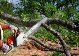 Best Tree Cabling and Bracing  in Wathena, KS